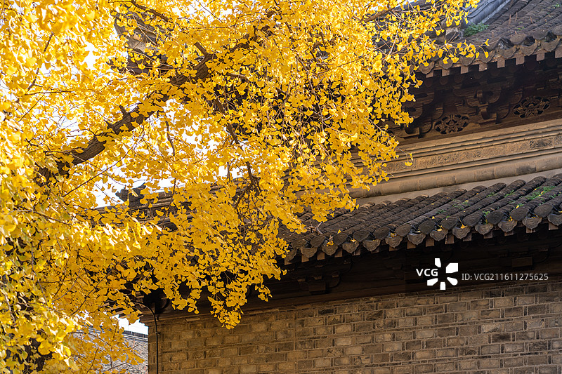 扬州八怪纪念馆的秋天银杏图片素材
