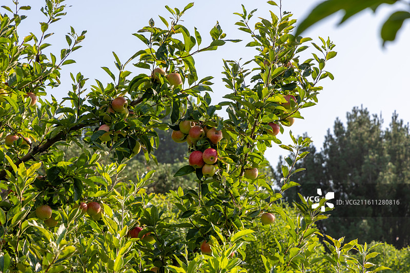 农业种植园中的苹果树图片素材