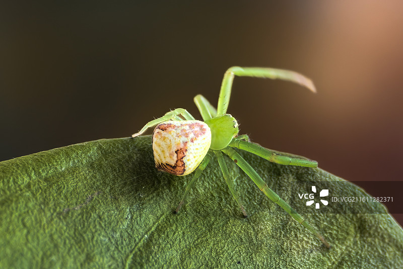 叶上弓足图片素材