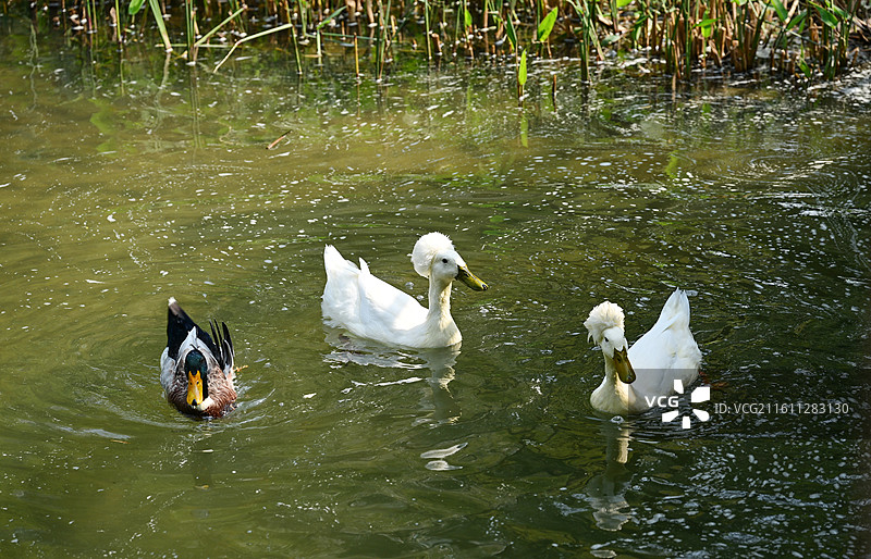 池塘中嬉戏游弋的白羽鸭与黑鸭图片素材