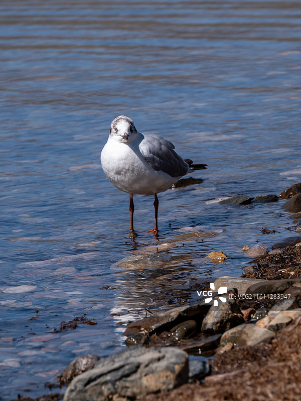 青海湖的红嘴鸥图片素材