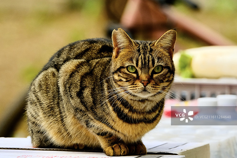 爱鸟日热爱野生动物图片素材