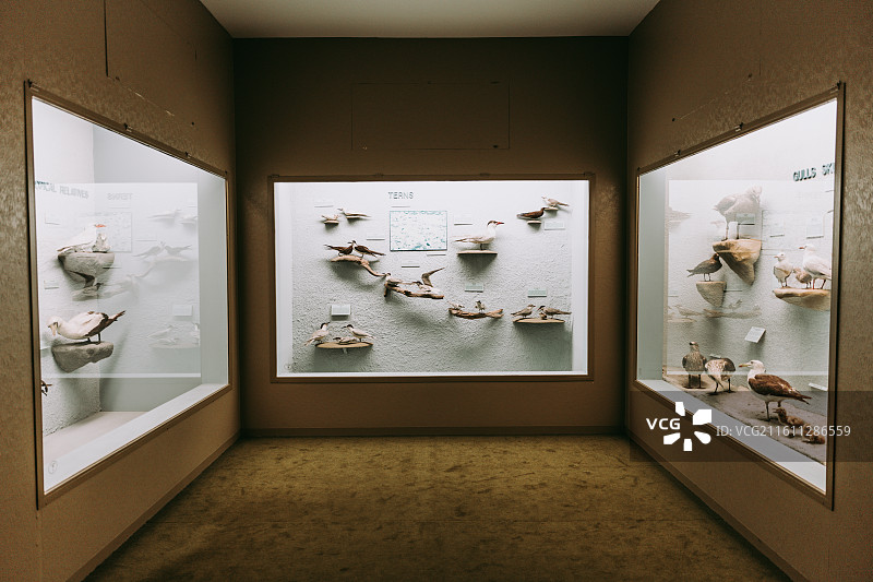 新西兰基督城坎特伯雷博物馆图片素材