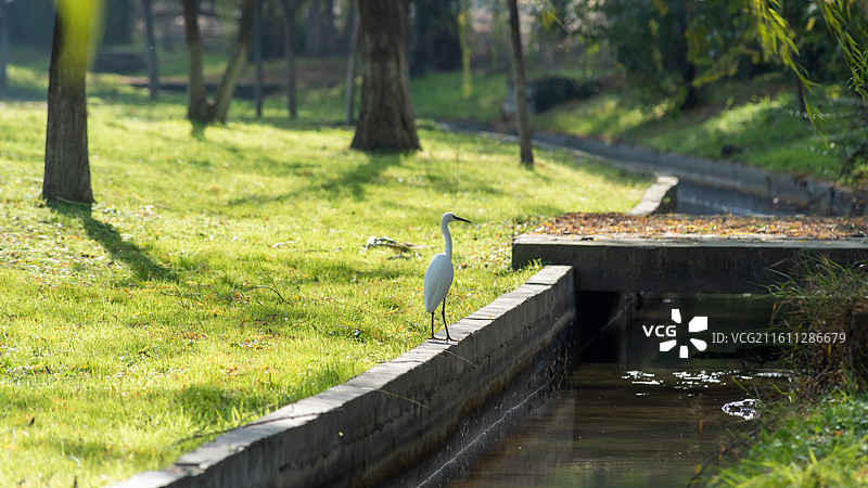 西安浐灞国家湿地公园观鸟图片素材