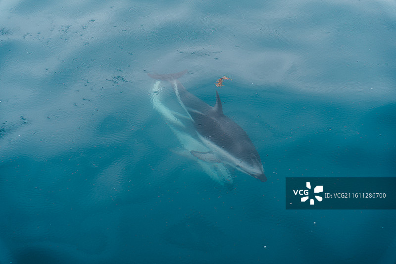 新西兰坎特伯雷凯库拉小镇出海看海豚图片素材