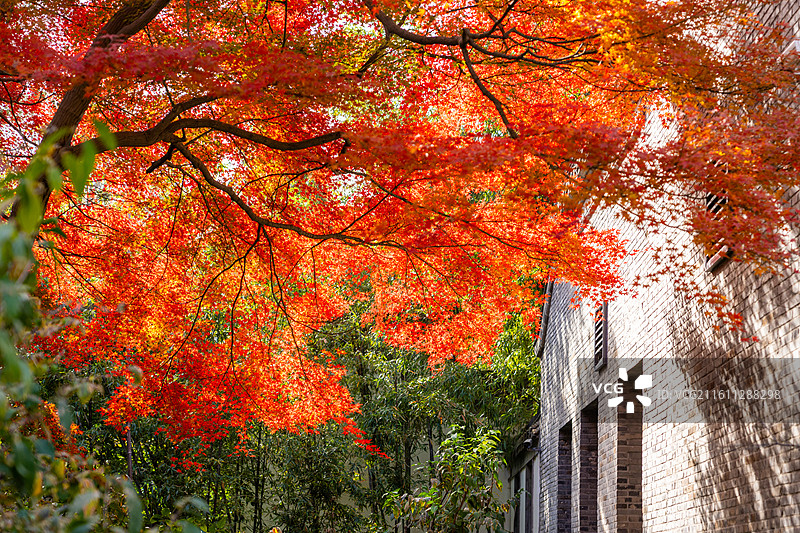 扬州史可法纪念馆史公祠秋天的红枫图片素材