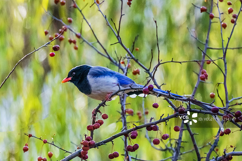 红嘴蓝鹊与红豆图片素材