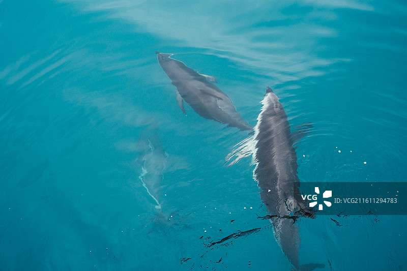 新西兰坎特伯雷凯库拉小镇出海看海豚图片素材