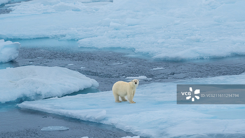 冰海寻踪熊回眸图片素材
