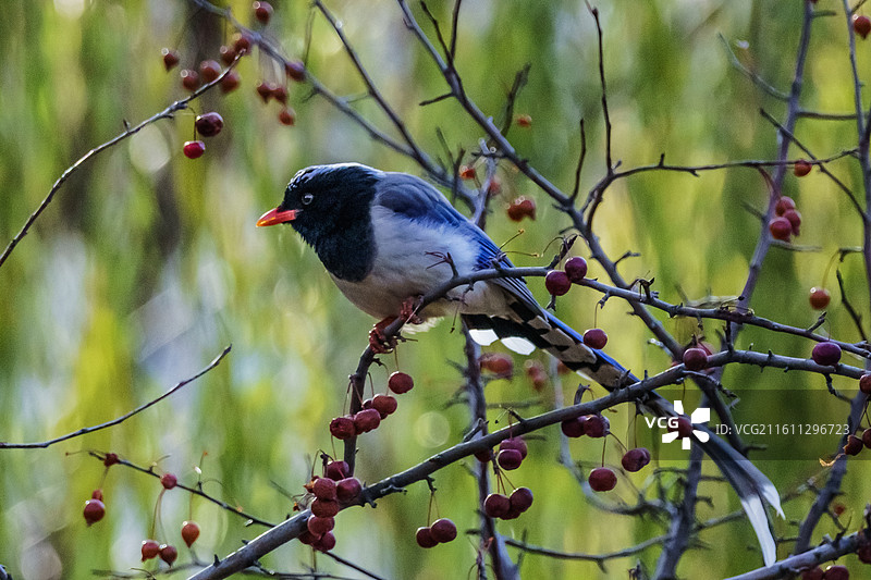 红嘴蓝鹊与红豆图片素材