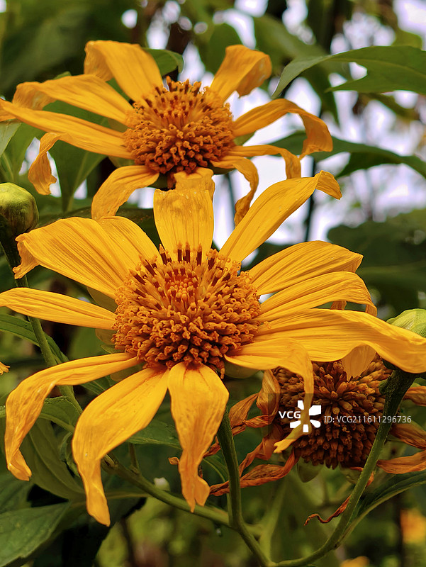金黄的肿柄菊肆意绽放，花瓣舒展如骄阳洒下的金绸，花蕊簇拥似揉碎的暖阳。图片素材