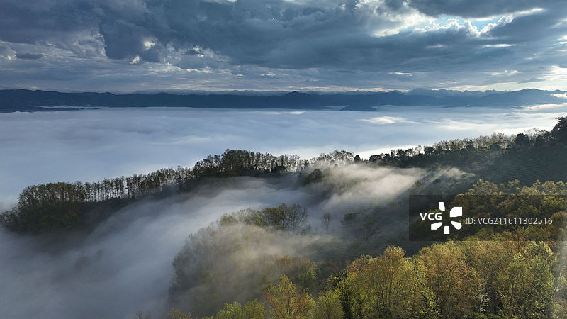 普洱市 景迈山 古茶林 云海图片素材