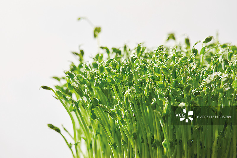 豆苗、蔬菜、绿叶菜、火锅食材图片素材