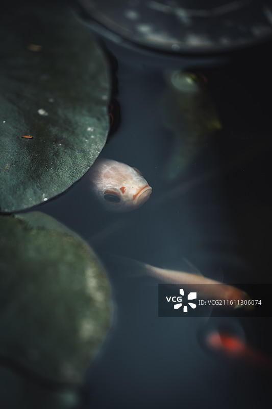 上海天后宫图片素材