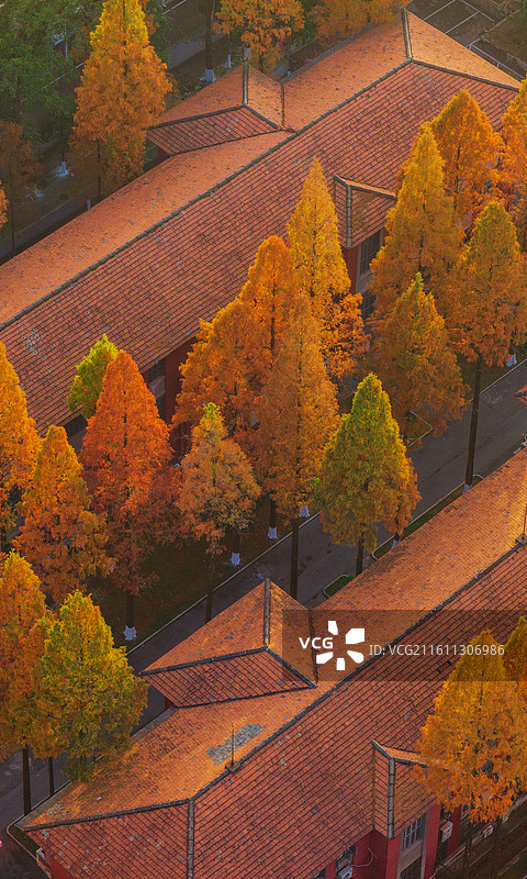 湖南大学北校区秋景图片素材