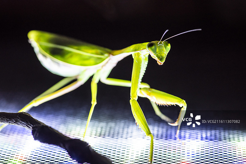 绿静螳图片素材