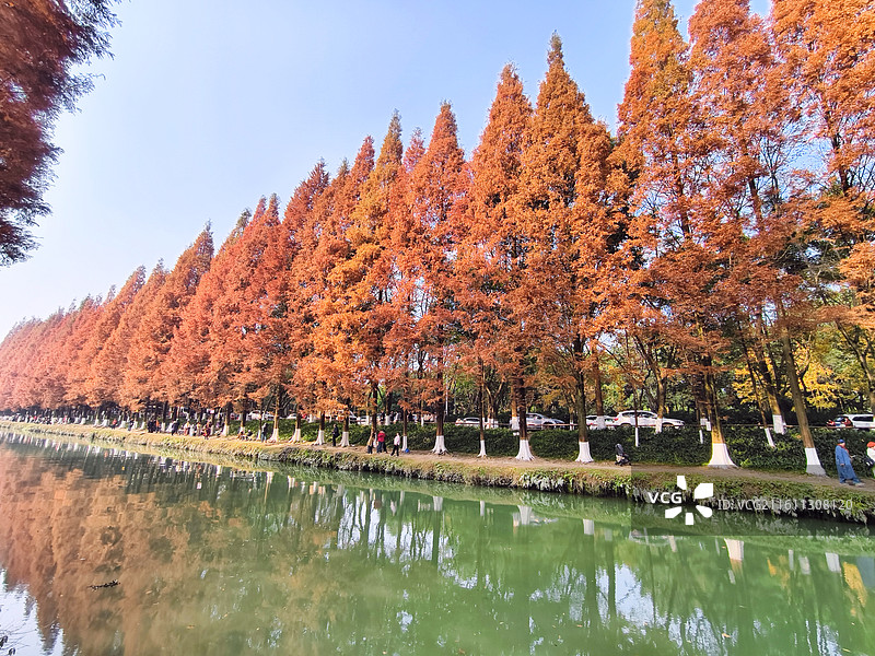 成都成华区升仙湖公园秋天水杉树图片素材