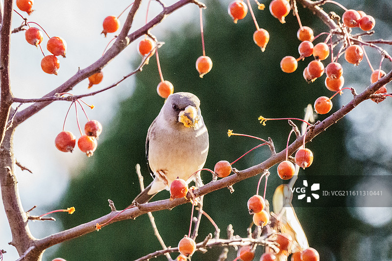 黑尾蜡嘴雀图片素材
