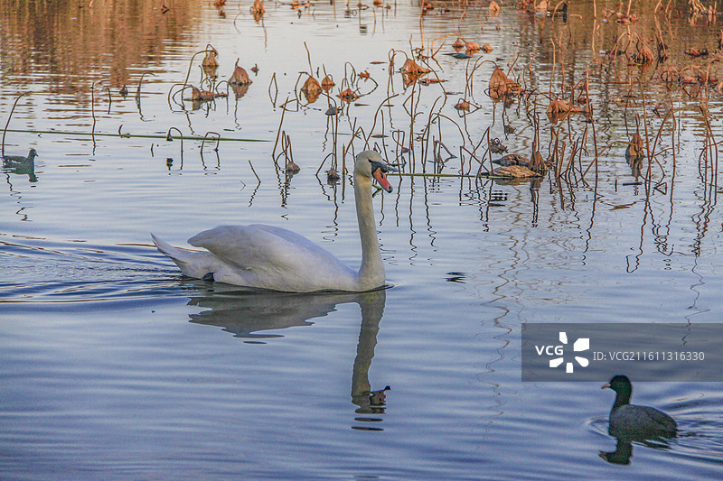 郑州北龙湖湿地公园的天鹅图片素材