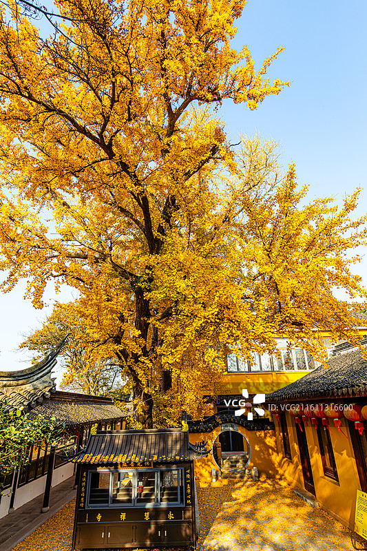 石壁永慧禅寺的秋天图片素材