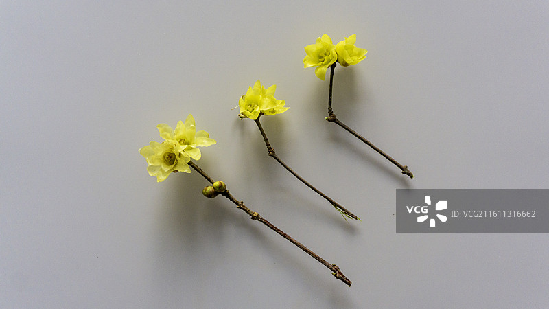 腊梅 初绽的腊梅图片素材