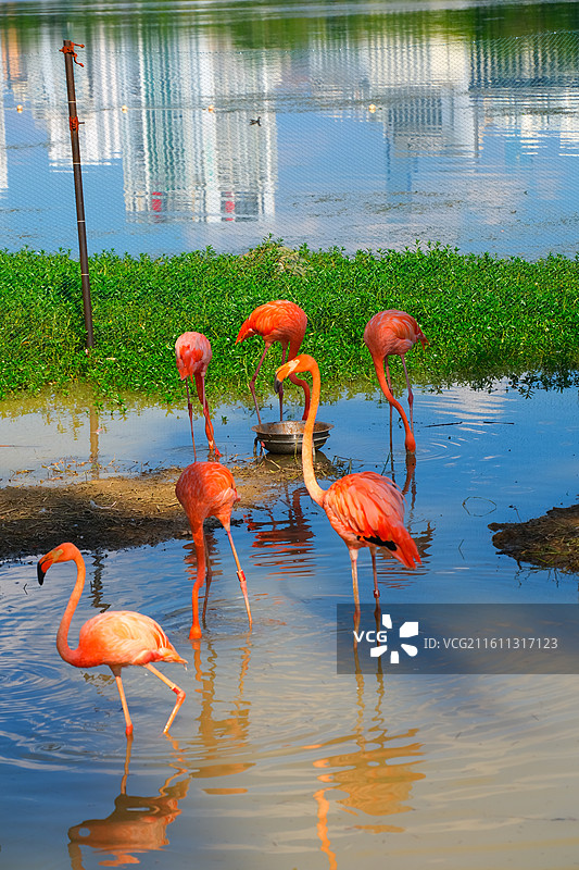 南湖公园的火烈鸟图片素材