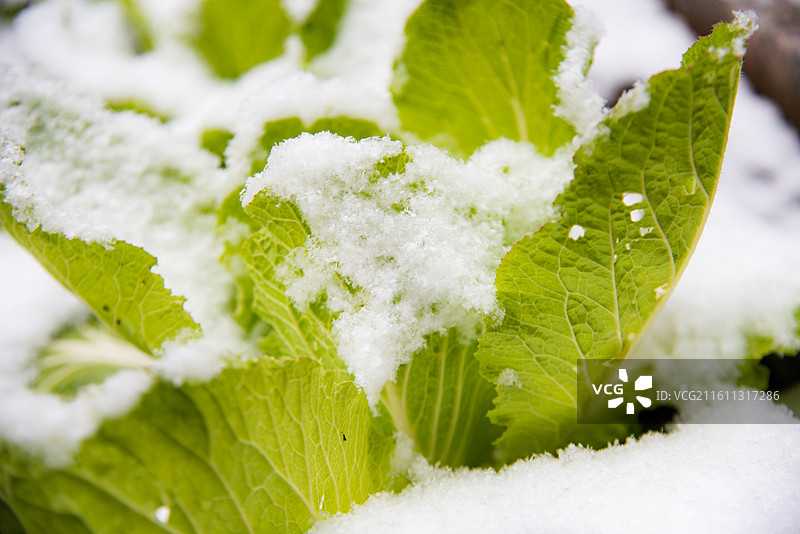 冬天雪花落在大白菜蔬菜上的场景图片素材
