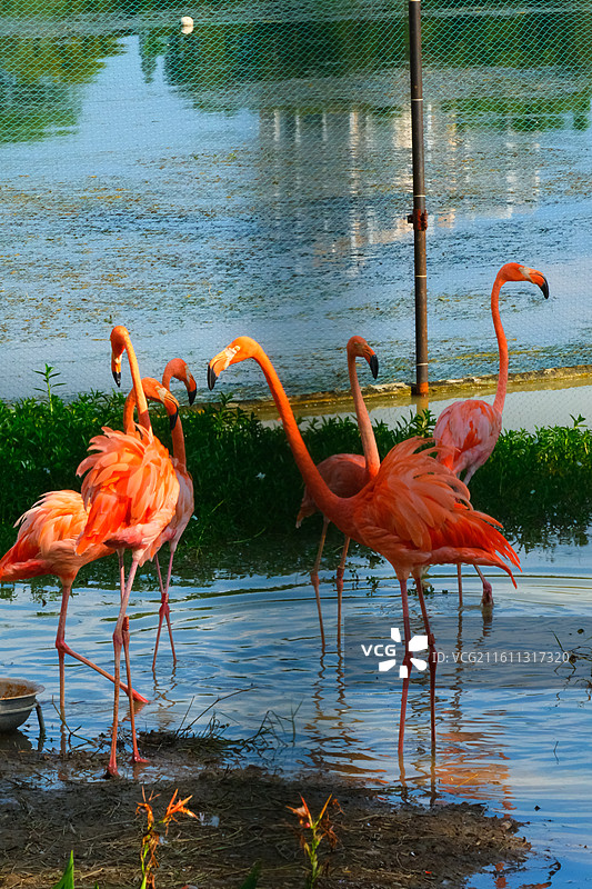 南湖公园的火烈鸟图片素材