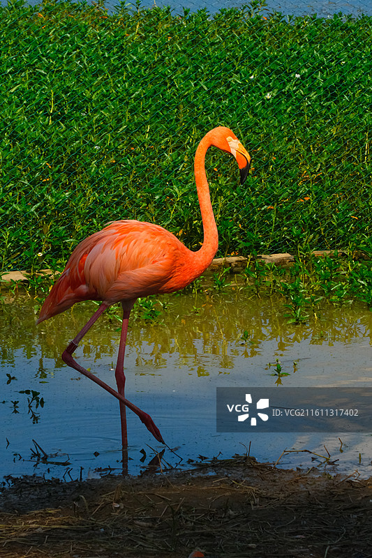 南湖公园的火烈鸟图片素材