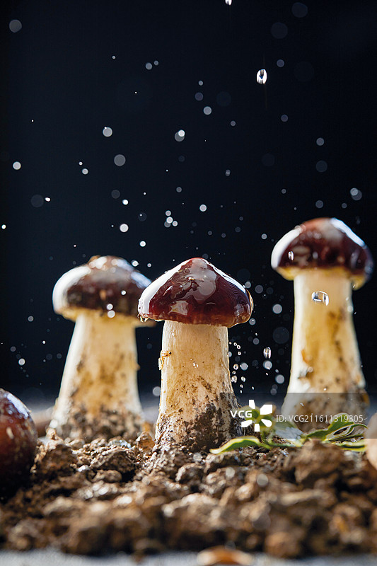 松茸菌、野生松茸菌、火锅食材、菌菇图片素材