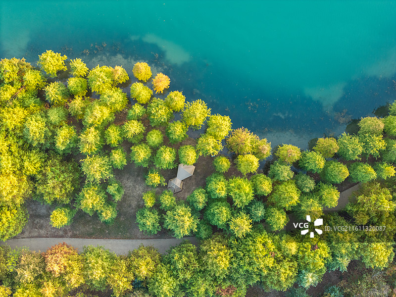 常州新龙生态林水上森林初秋航拍图片素材