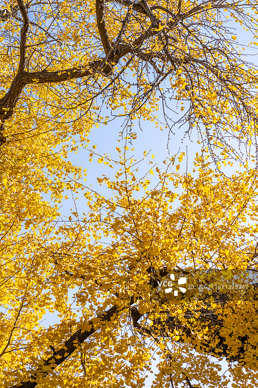 扬州八怪纪念馆的秋天银杏图片素材