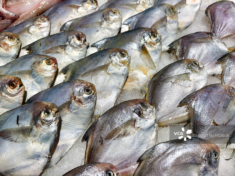 超市卖的海产品鱼类图片素材