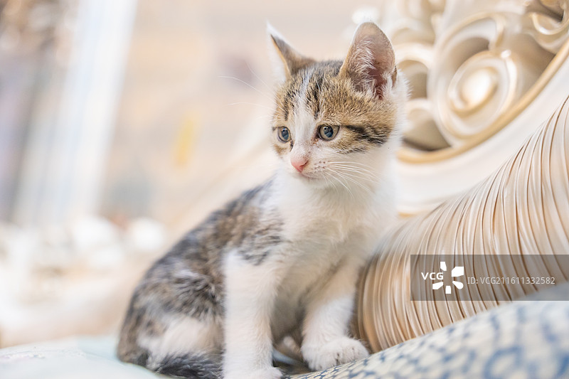 中华田园猫  特写   简州猫 狸花猫 白猫 三花猫 玩耍 居家 宠物 可爱 电商 幼猫 小奶猫图片素材