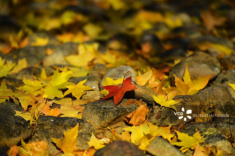 北京：钓鱼台国宾馆的秋景图片素材