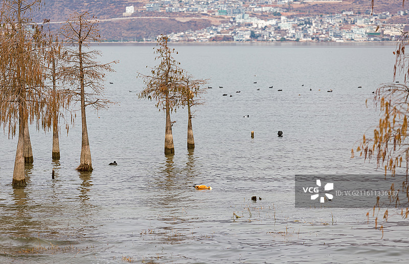 大理洱海风景图片素材