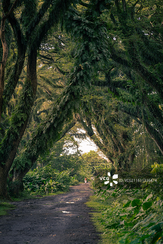 印尼德贾瓦坦魔戒森林全景图片素材