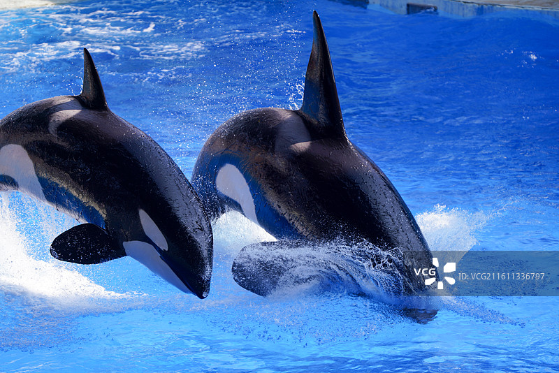 上海海昌海洋公园 虎鲸图片素材