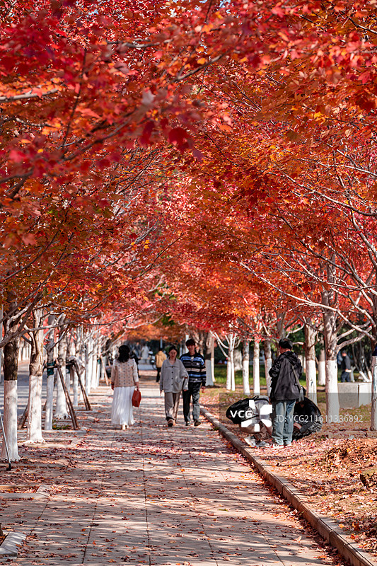 文华学院红枫大道秋日美景 红橙枫叶铺就校园道路 治愈系校园秋日风光图片素材