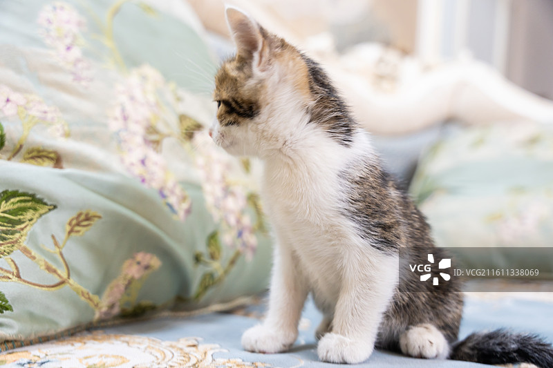 中华田园猫  特写   简州猫 狸花猫 白猫 三花猫 玩耍 居家 宠物 可爱 电商 幼猫 小奶猫图片素材