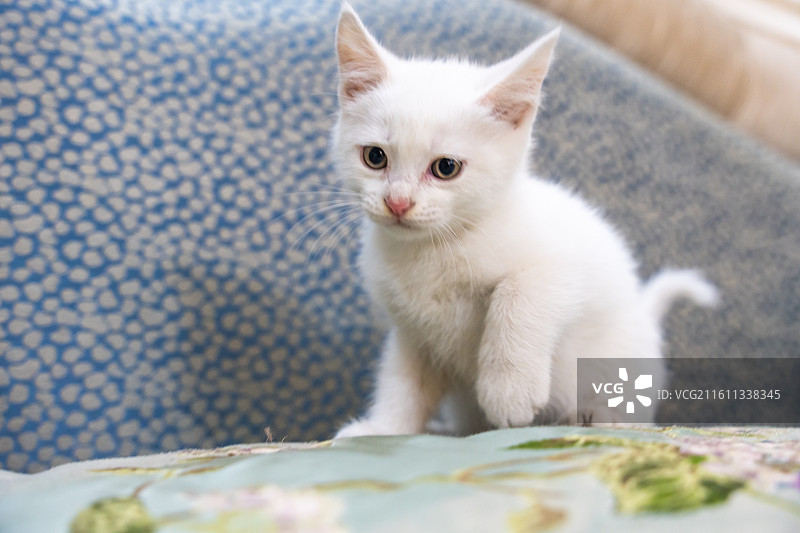 中华田园猫  特写   简州猫 狸花猫 白猫 三花猫 玩耍 居家 宠物 可爱 电商 幼猫 小奶猫图片素材
