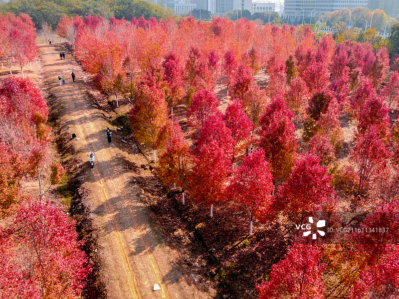 文华学院秋日红枫林航拍 红色枫叶树林美景 校园秋景打卡地风光图图片素材
