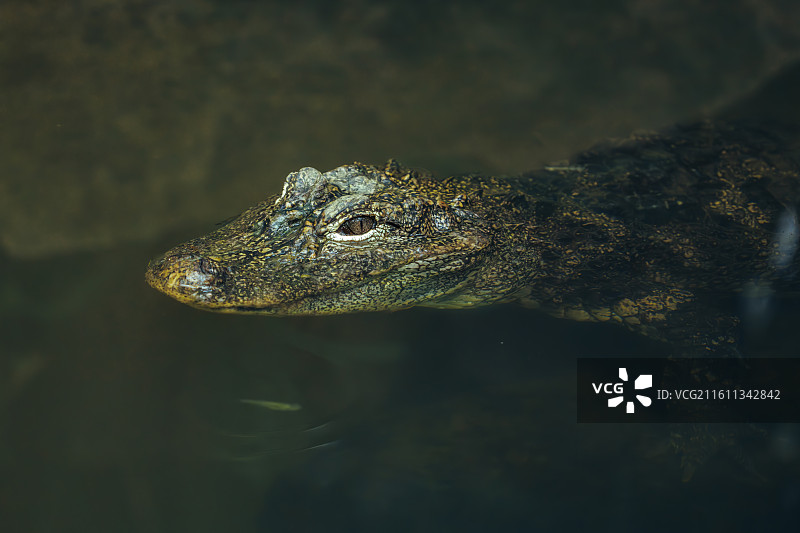 扬子鳄图片素材