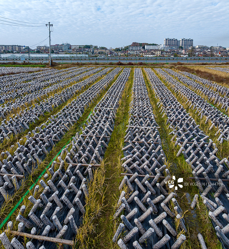 江西抚州金溪县黑木耳食用菌基地排列整齐的菌棒，黑木耳丰收，农民采摘黑木耳。图片素材