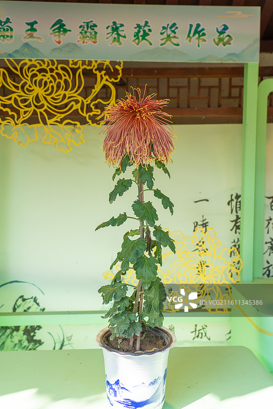 菊王争霸赛菊花展图片素材