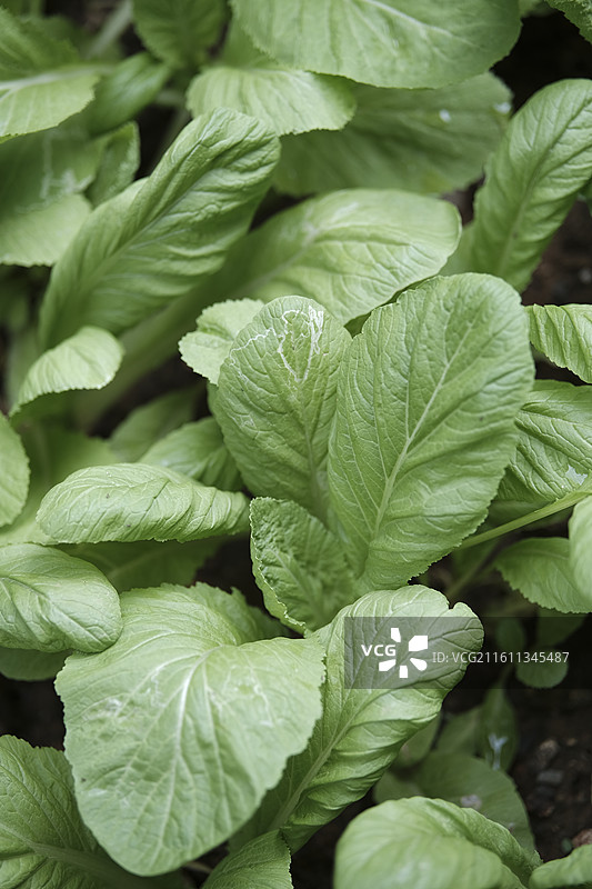 自家菜园的青菜图片素材