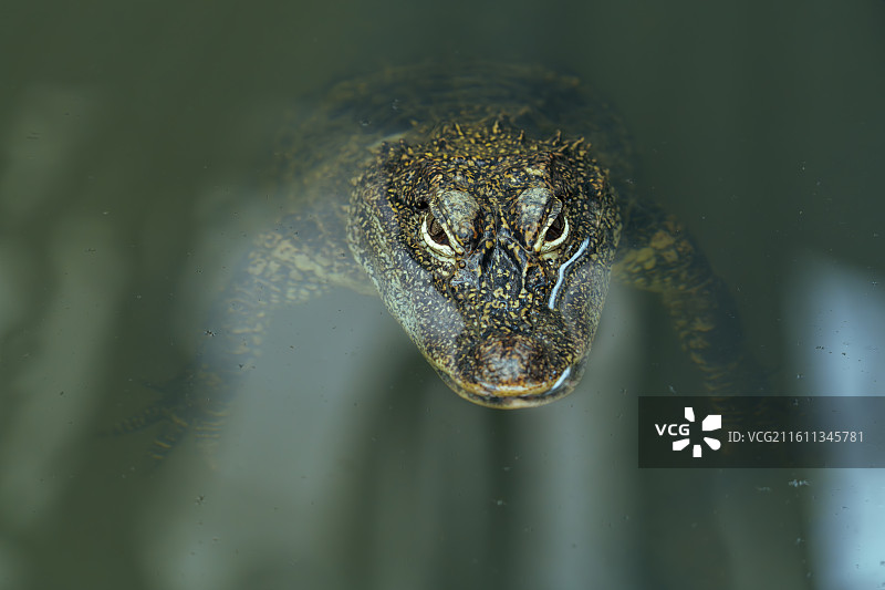 扬子鳄图片素材