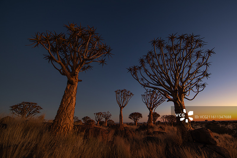 纳米比亚箭袋树图片素材