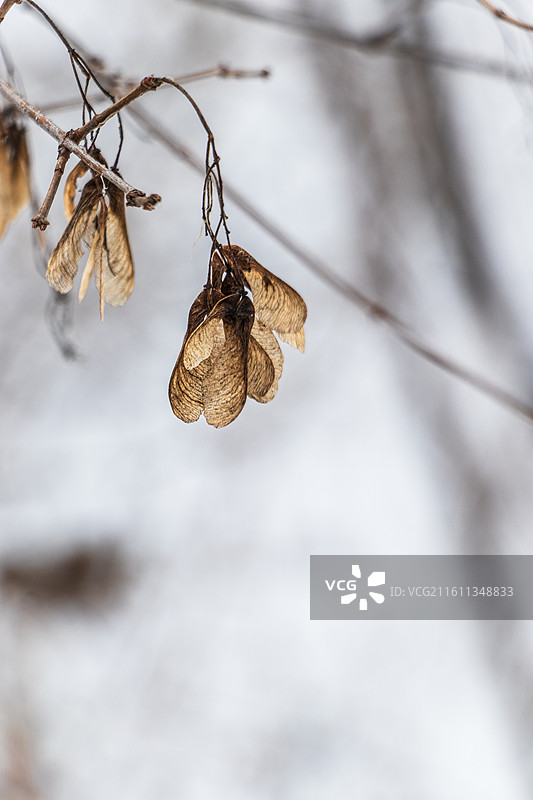 冬季树叶特写图片素材