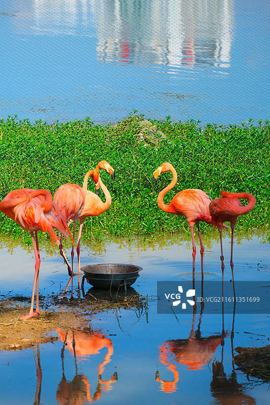 南湖公园的火烈鸟图片素材